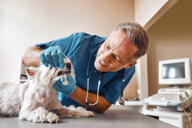 Best 24-Hour Emergency Dental Care in Norwalk, CT